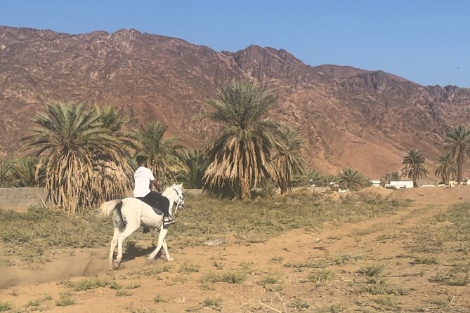1 Hour Private Horse Riding in Madinah - Key points at a glance