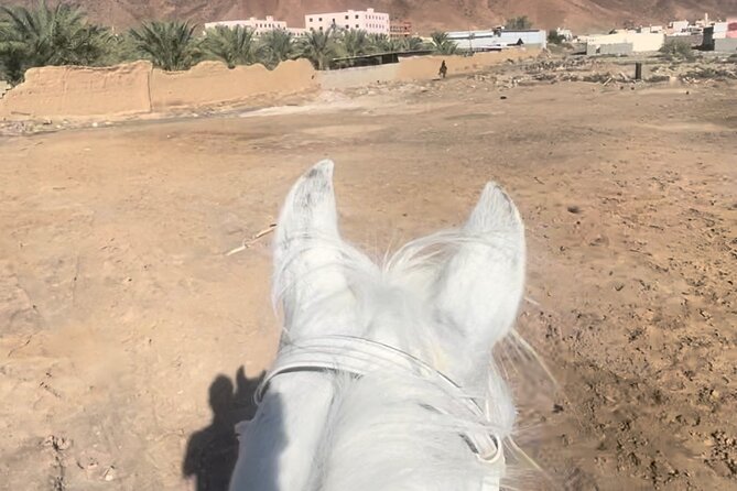 1 Hour Private Horse Riding in Madinah - What the one-hour riding session feels like