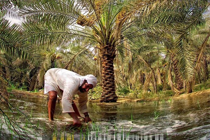 A tour in Al Ahsa the largest Oasis in the world - Why Al Ahsa makes a strong Saudi day out