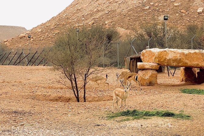 Edge of The World & Deer Reserve Off-road 4x4 Car Tour in Riyadh - Why the Edge of the World works as a Riyadh day trip