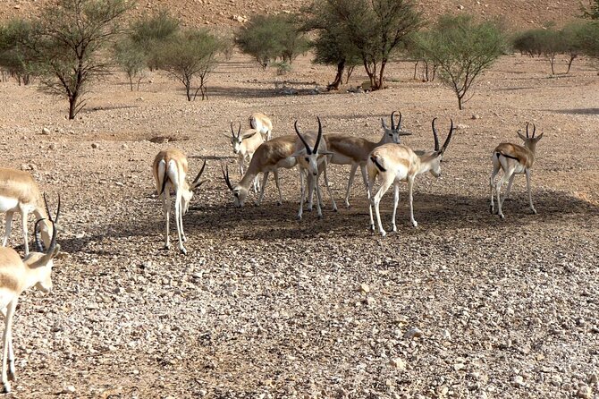 Edge of The World & Deer Reserve Off-road 4x4 Car Tour in Riyadh - The off-road drive across Saudi desert terrain