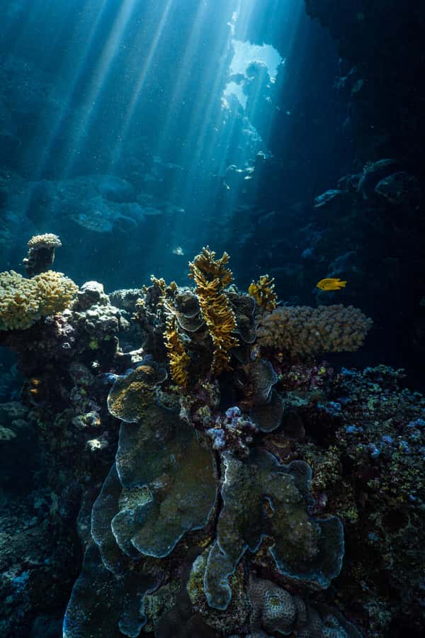 From Jeddah: Boat Trip and Diving for Certified Divers - Key points to know before booking