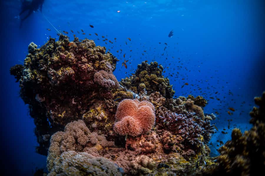 From Jeddah: Boat Trip and Diving for Certified Divers - A practical Red Sea outing from Al-Haddad Scuba