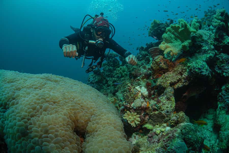 From Jeddah: Boat Trip and Diving for Certified Divers - Is $93 a fair price?