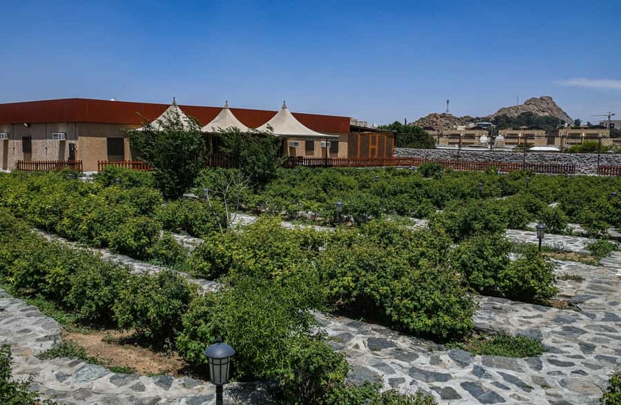 From Jeddah: Taif Exploration Tour with Lunch - Who should book this experience?