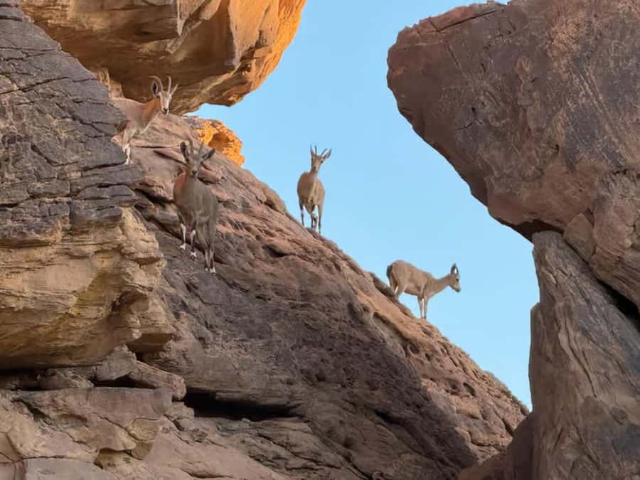 Hegra Tour: AlUla’s No.1 Haven For Nature, Wildlife Lovers - Rock art and the human story