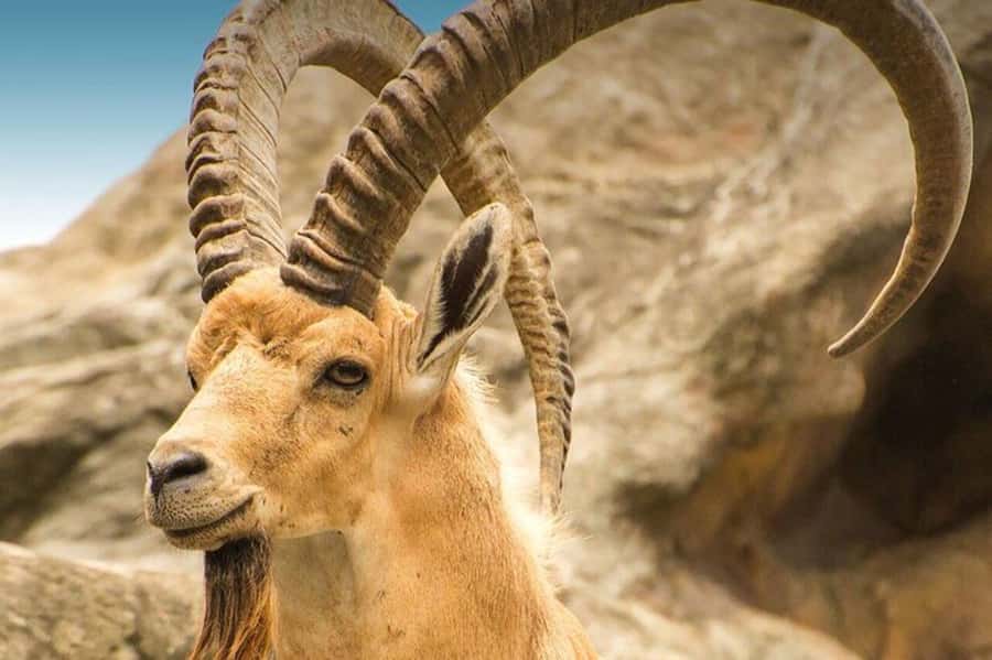 Hegra Tour: AlUla’s No.1 Haven For Nature, Wildlife Lovers - Starting at the Hegra visitor meeting point