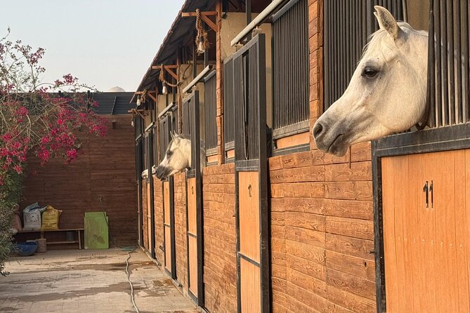 Horse Riding Experience in Riyadh | Tanomah | Jeddah | Al Ula - Who will enjoy this most