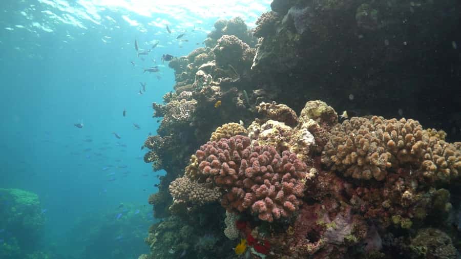 Jeddah: Bayada Leisure Boat Trip with Snorkeling - Timing, Comfort, and What to Pack