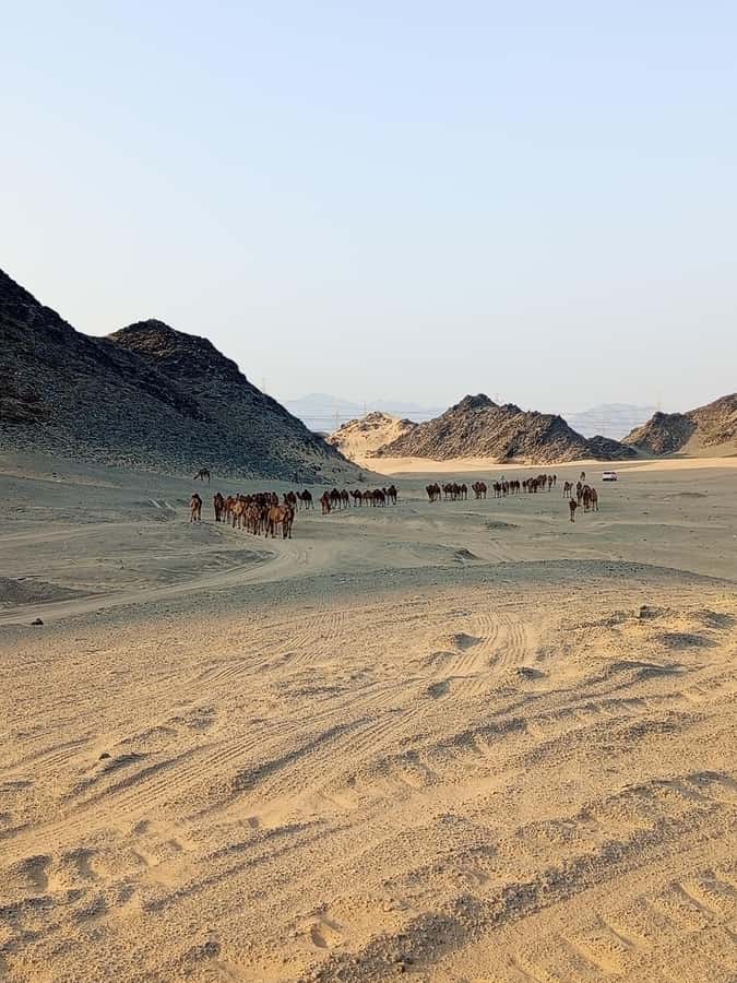 Jeddah Desert Safari: Quad Biking, Camel Farm & Sunset Views - Sunset, sunrise, and the best photo light
