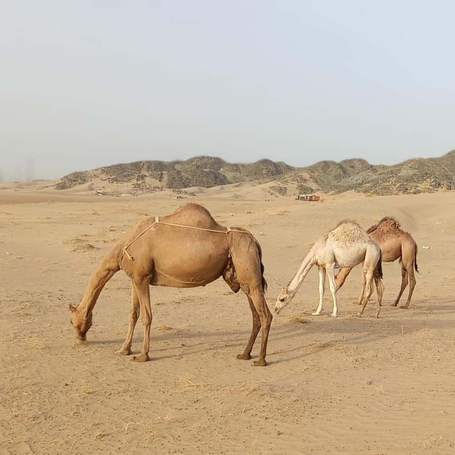 Jeddah Desert Safari: Quad Biking, Camel Farm & Sunset Views - The private format and guide quality
