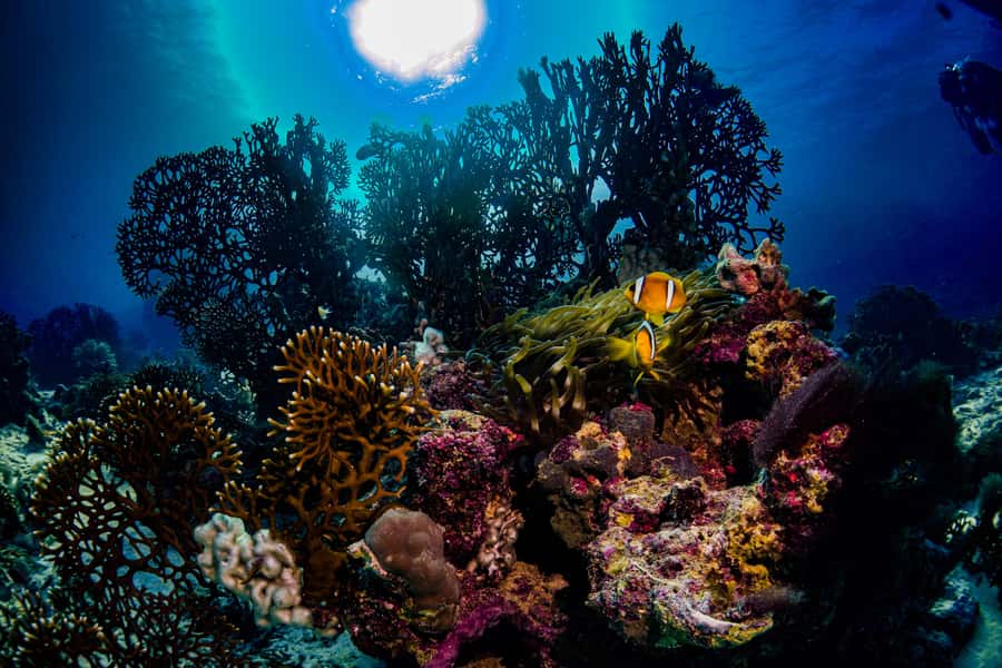 Jeddah: Guided Snorkeling Trip with Snacks and Drinks - A possible second reef stop