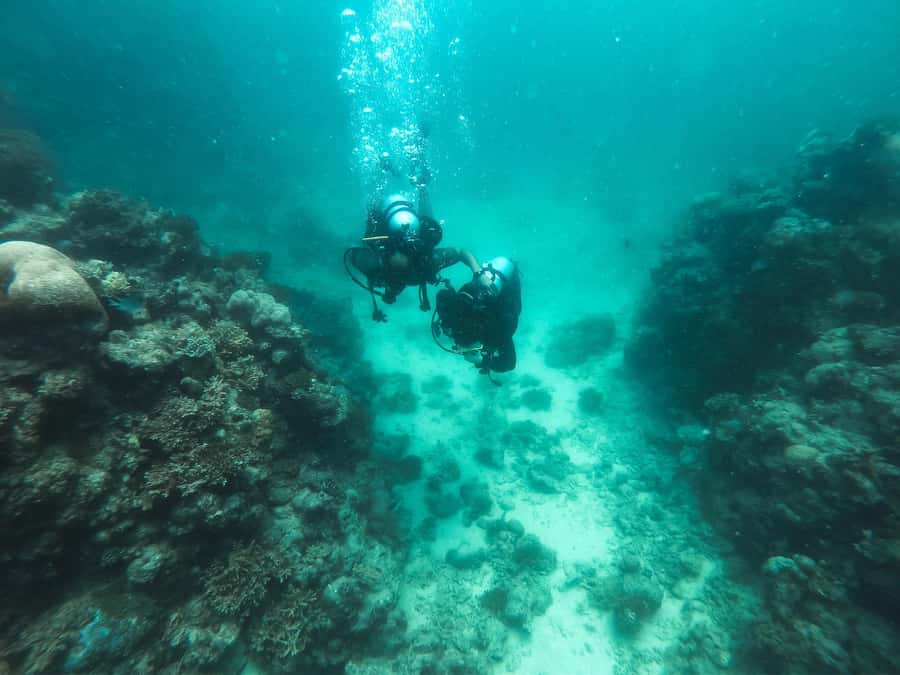 Jeddah: Red sea shore diving (Discovery) - What the Jeddah Red Sea experience really offers