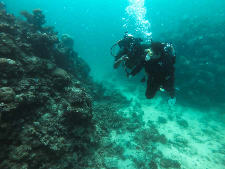 Jeddah: Red sea shore diving (Discovery) - Blue Reef and the 20-meter underwater session