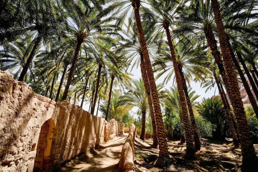 Oasis Adventure in Alula - Starting at Heart of the Oasis