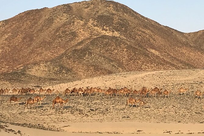 Private Morning Desert Safari with Quad Bike Tours Jeddah - One hour on a quad bike