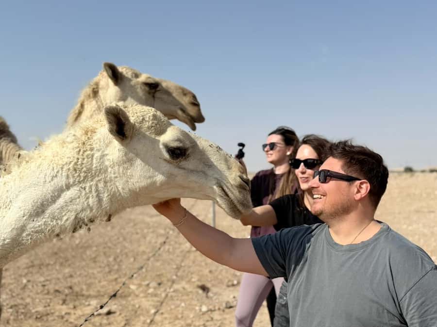 Riyadh: Edge Of The World, camels &Stargazing with 4x4 - Gazelles, the national park, and practical stops