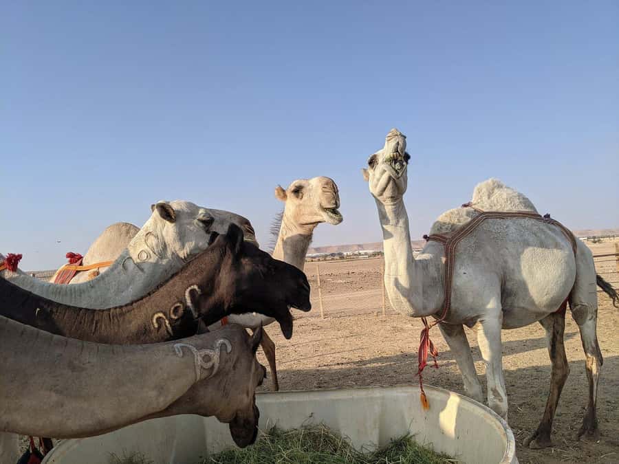 Riyadh: Edge of The World with dinner & Campsite Shared Tour - Is $59 good value?