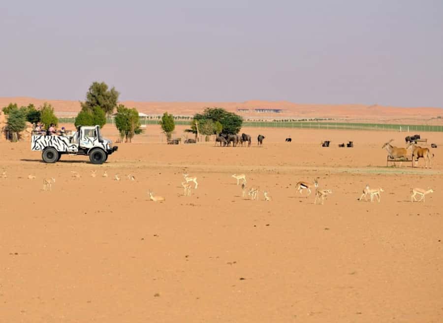 Riyadh: Open-Topped Vehicle Safari at Nofa Wildlife Park - Key Points Before You Book