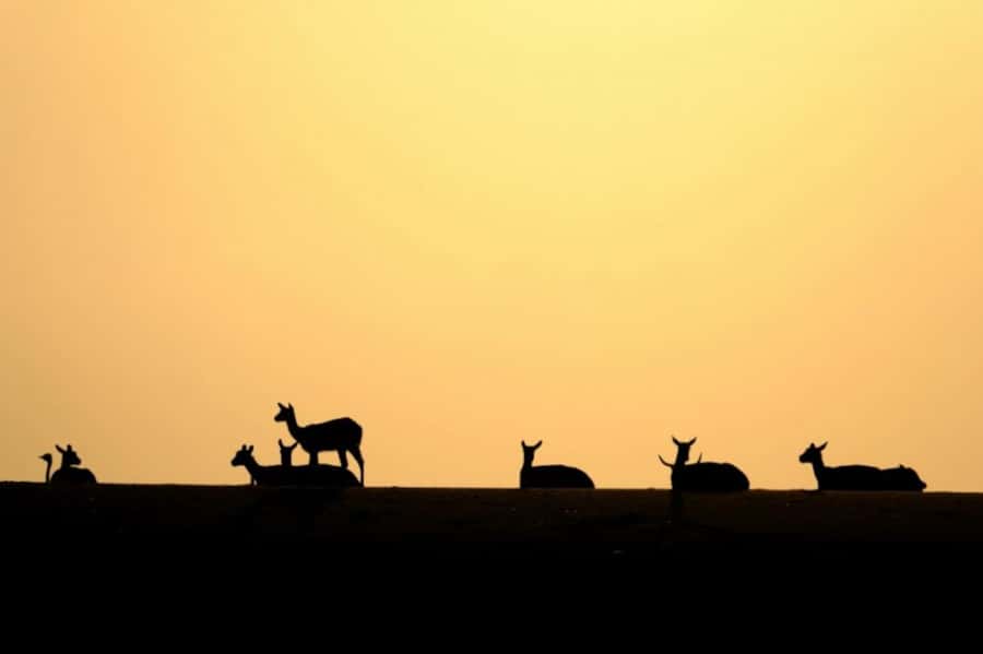 Riyadh: Open-Topped Vehicle Safari at Nofa Wildlife Park - What the Nofa Safari Actually Feels Like