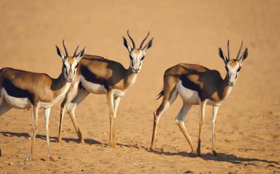 Riyadh: Open-Topped Vehicle Safari at Nofa Wildlife Park - The Open-Topped Vehicle Ride
