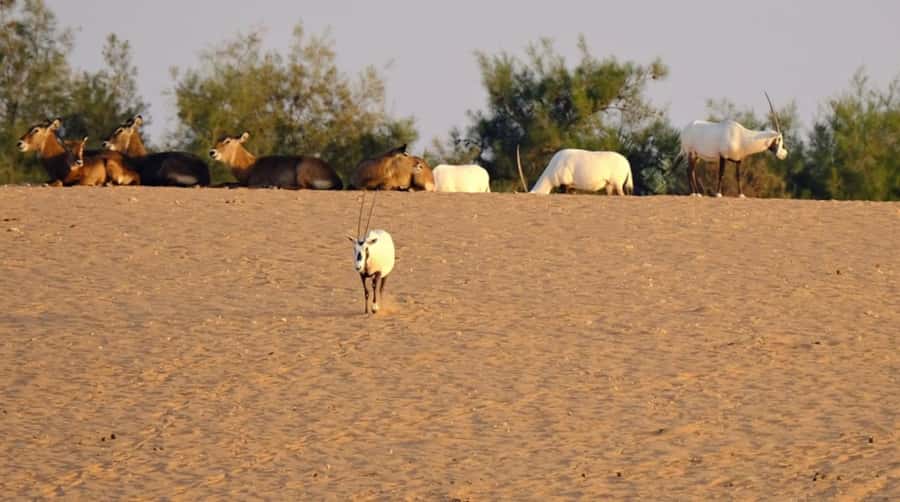 Riyadh: Open-Topped Vehicle Safari at Nofa Wildlife Park - Desert Scenery and Photography