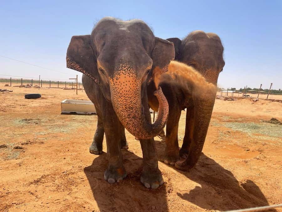 Riyadh: Open-Topped Vehicle Safari at Nofa Wildlife Park - What Is Included for the $85 Price