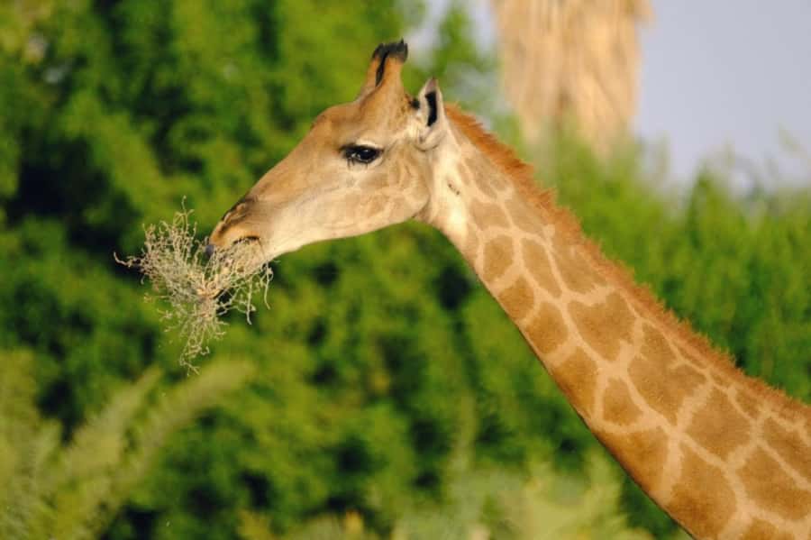 Riyadh: Open-Topped Vehicle Safari at Nofa Wildlife Park - Starting the Visit at Nofa Wildlife Park
