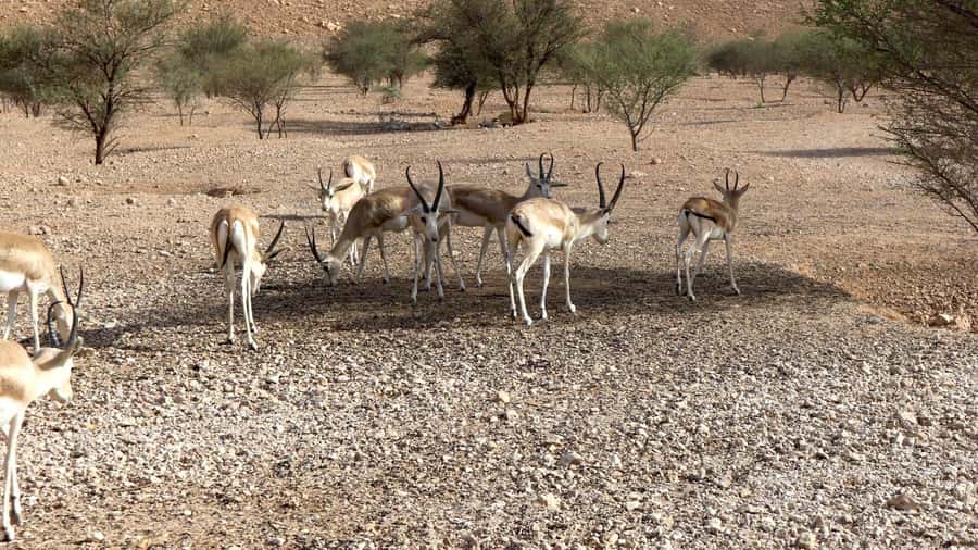 Riyadh Sunset Edge of the World & Deer Reserve 4WD Adventure - Meeting at Riyadh Metro Station STC
