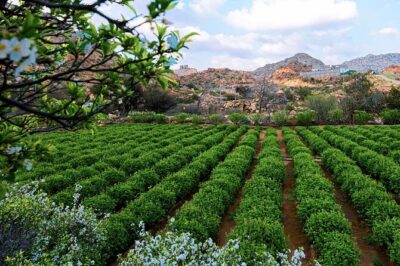 Visit Taif The City of Roses